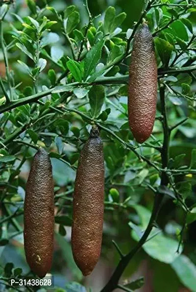 Natural Lemon Plant