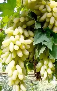 Grape Plant-thumb2