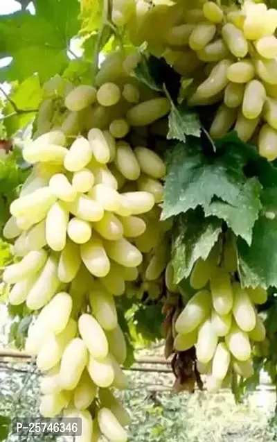 Grape Plant-thumb3