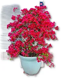 Natural Bougainvillea Plant-thumb1