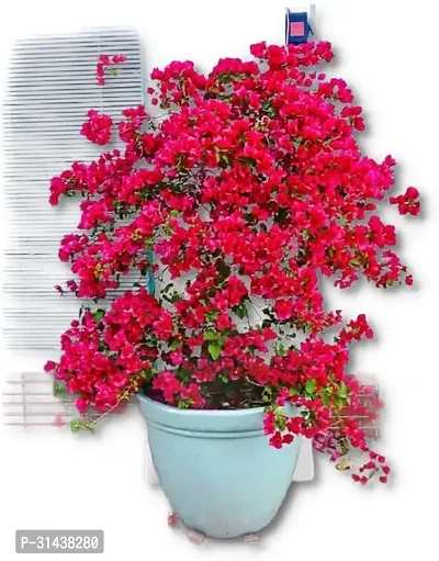 Natural Bougainvillea Plant-thumb2