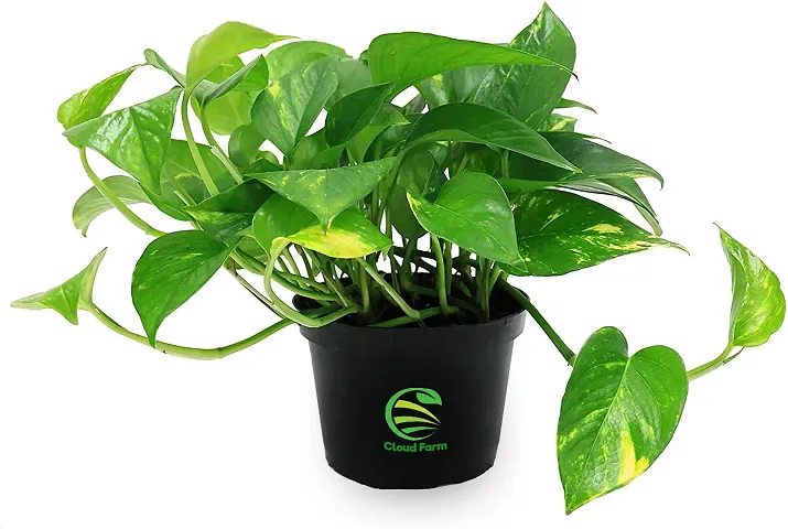 Hot Selling Plant & Planters 