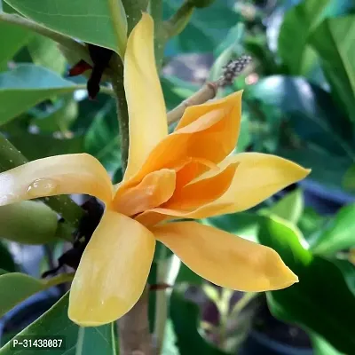 Natural Golden Champa Plant-thumb0