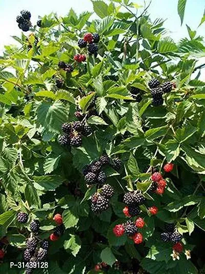 Natural Shahtoot/Mulberry Plant-thumb0