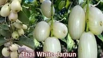 Natural Jamun Plant-thumb3