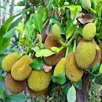 Jackfruit Plant-thumb1