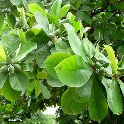 Natural Almond Plant-thumb0