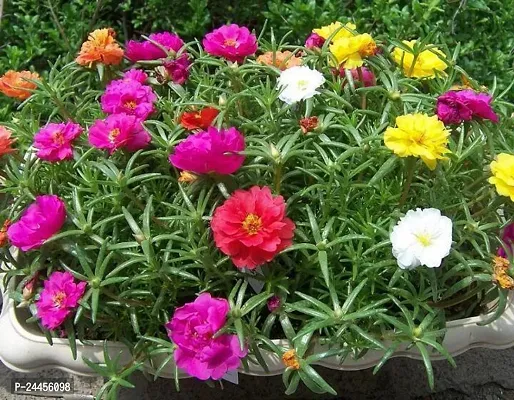 Natural Portulaca Plant