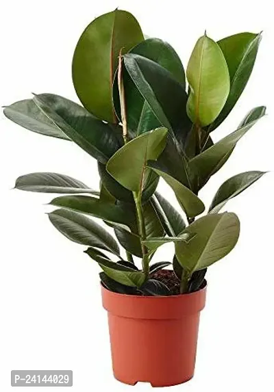 Rubber Tree