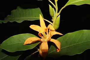 Natural Golden Champa Plant-thumb2