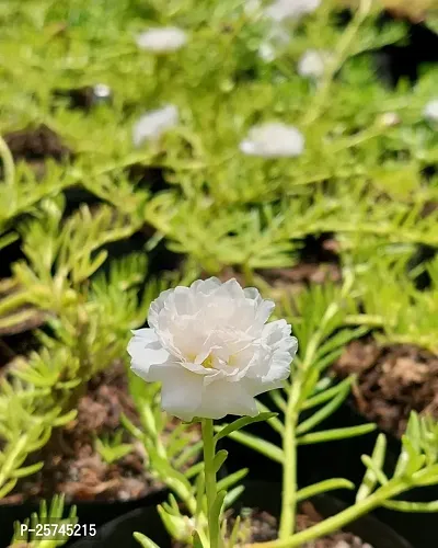 Portulaca Plant-thumb0