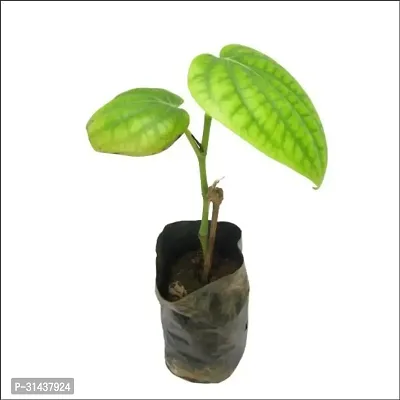 Natural Black Pepper Plant-thumb2