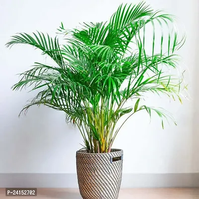 Areca Palm