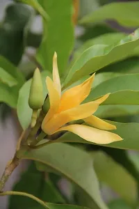 Natural Golden Champa Plant-thumb3