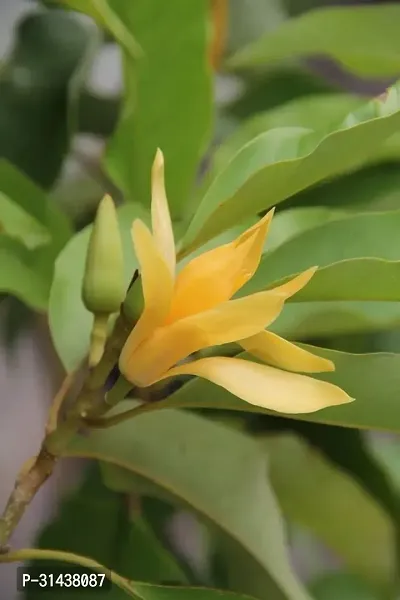 Natural Golden Champa Plant-thumb4