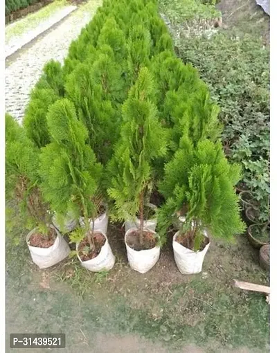 Natural Platycladus/Morpankhi Plant