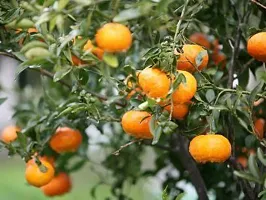 Natural Orange Plant-thumb3