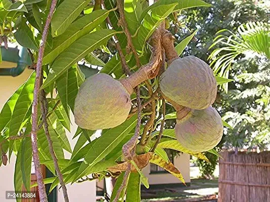 Custard Apple Plant-thumb0