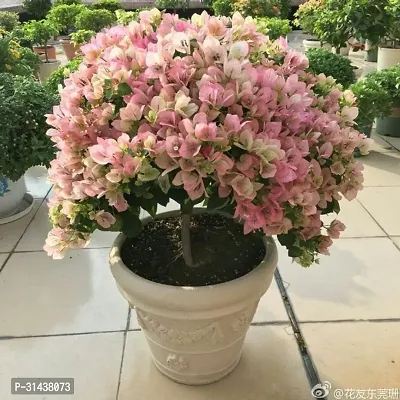 Natural Bougainvillea Plant