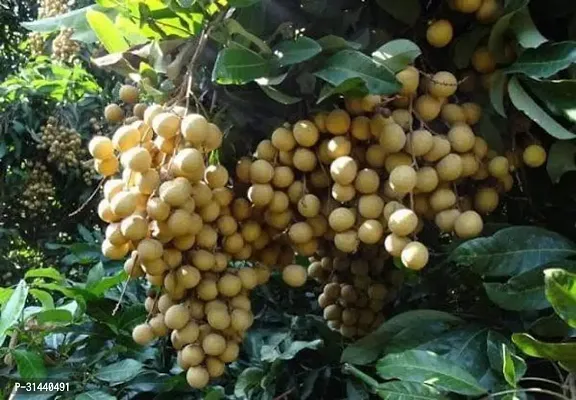 Natural Litchi Plant-thumb0