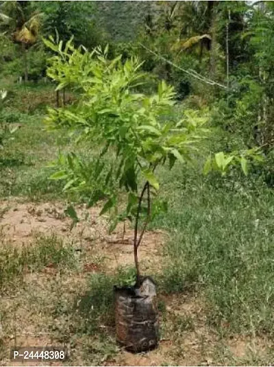 Natural White Sandalwood Plant