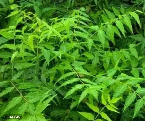 Natural Neem Plant