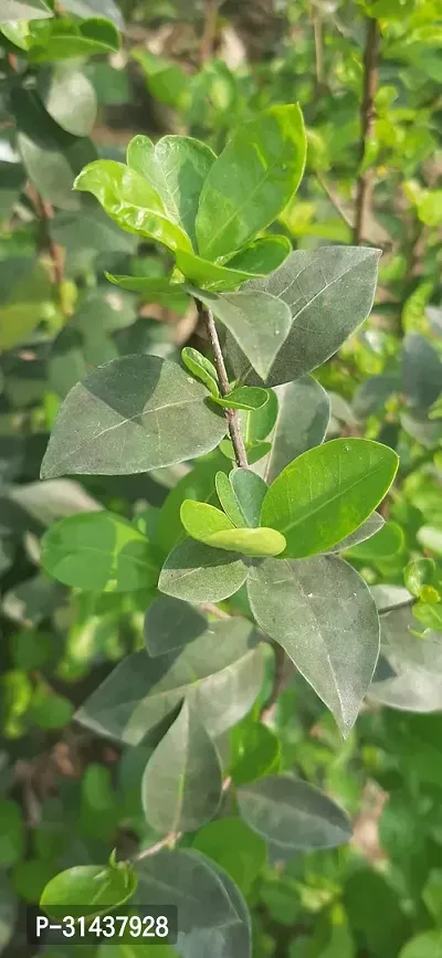 Natural Cherry Fruit Plant-thumb4