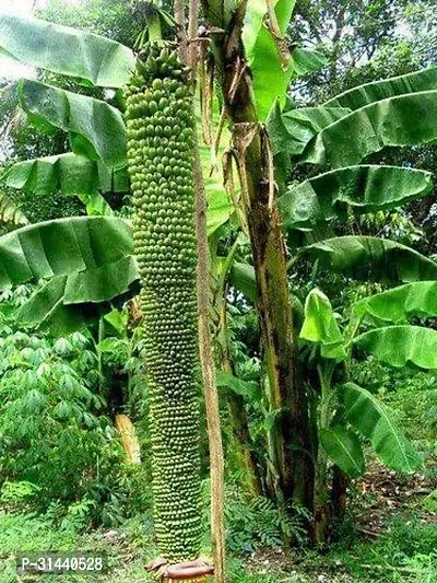 Natural Banana Plant-thumb0