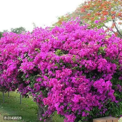 Natural Bougainvillea Plant-thumb0