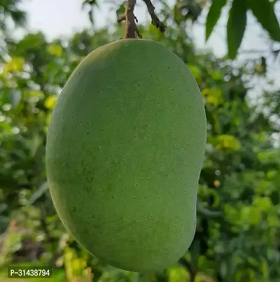 Natural Mango Plant-thumb0