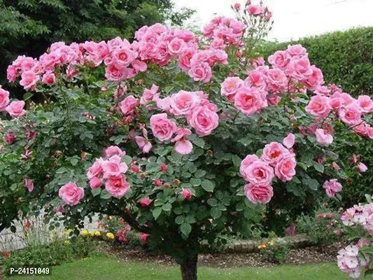 Rose Plant