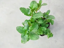 Natural Pepper Plant-thumb1