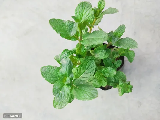 Natural Pepper Plant-thumb2