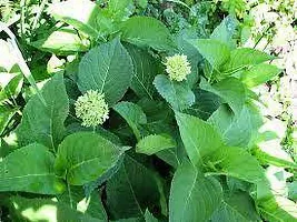 Natural Hydrangea Plant-thumb3