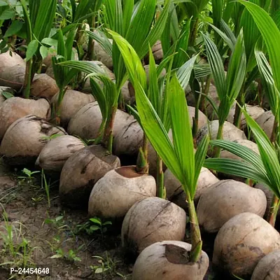 Natural Coconut Plant