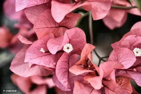 Natural Bougainvillea Plant