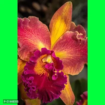 Natural Orchid Plant-thumb0