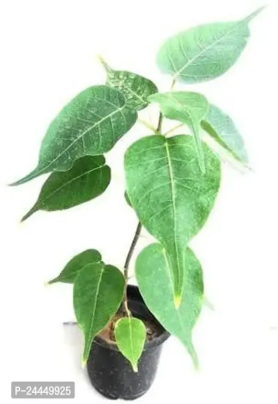 Natural Ficus Plant-thumb0