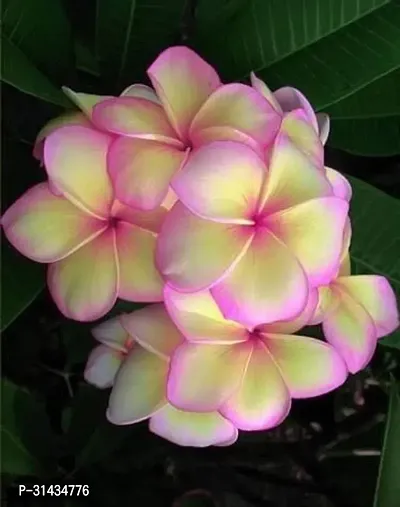 Natural Plumeria Plant-thumb0