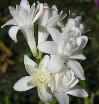 Natural Tuberose - Rajnigandha Plant-thumb1