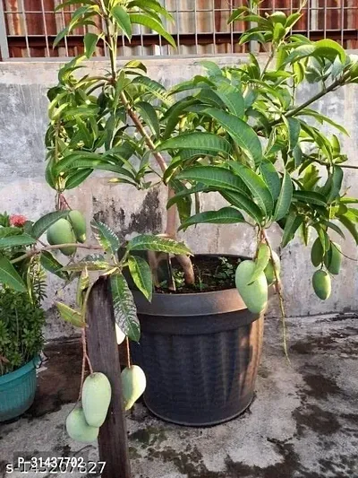 Natural Mango Plant-thumb0