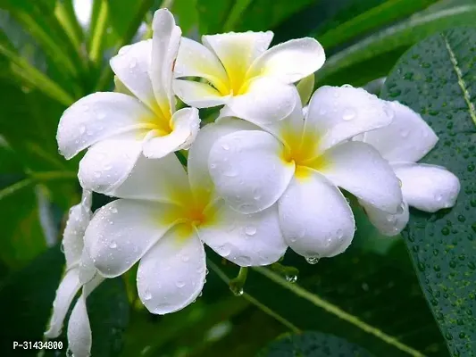 Natural Plumeria Plant-thumb0