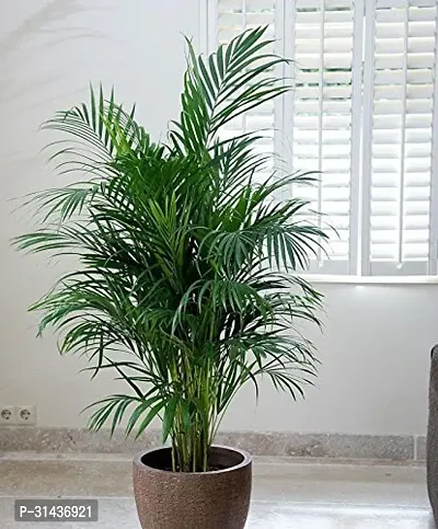 Natural Areca Plam Plant-thumb0