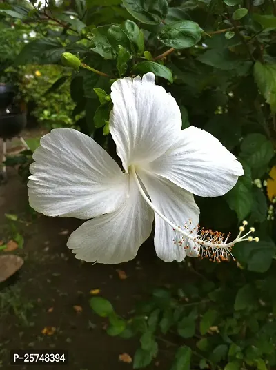 Hibiscus Plant