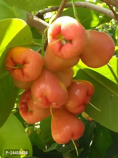 Natural Jamun Plant