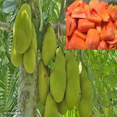 Natural Jack Fruit Plant-thumb0