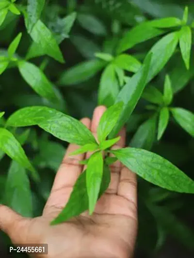 Natural Chirayita Plant