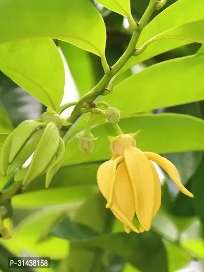 Natural Golden Champa Plant-thumb0