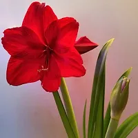 Natural Lily Plant-thumb2