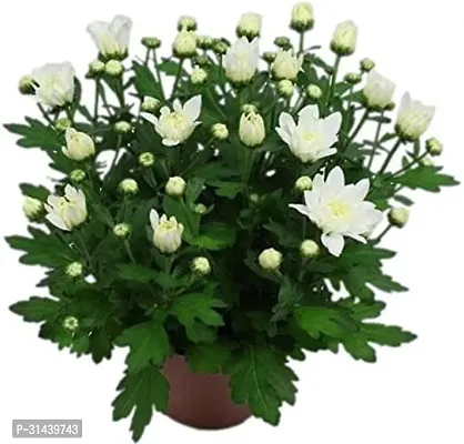 Natural Chrysanthemums/ Guldavari Plant With Pot